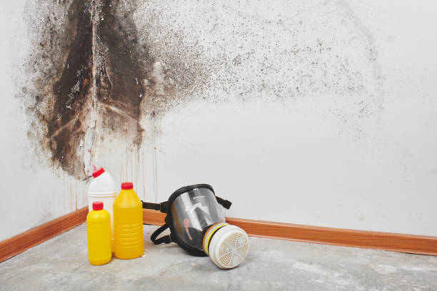 Best Toxic Mold Removal  in Yaphank, NY