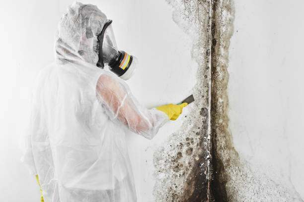 Best Professional Mold Removal  in Yaphank, NY