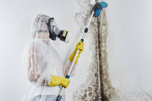 Best Attic Mold Removal  in Yaphank, NY