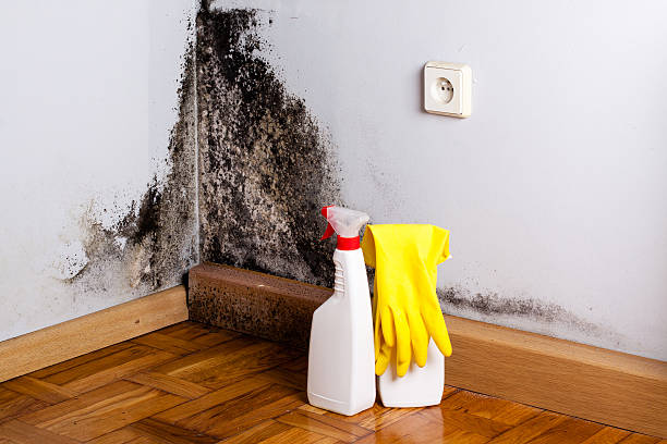Best Commercial Mold Removal  in Yaphank, NY