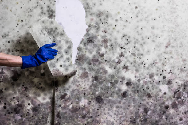 Professional Mold Removal in Yaphank, NY