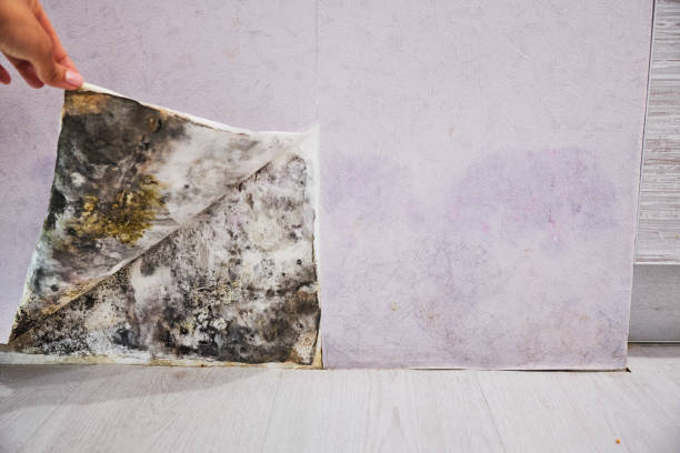 Best Home Mold Removal  in Yaphank, NY